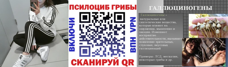 Галлюциногенные грибы Psilocybine cubensis  Черногорск 